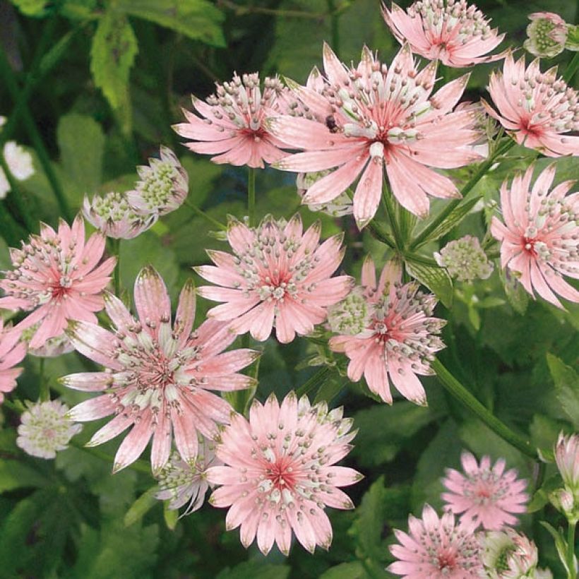 Sanícula hembra Rosea - Astrantia major (Floración)