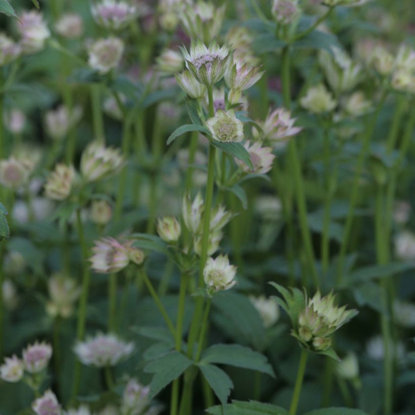 Sanícula hembra Shaggy - Astrantia major (Porte)