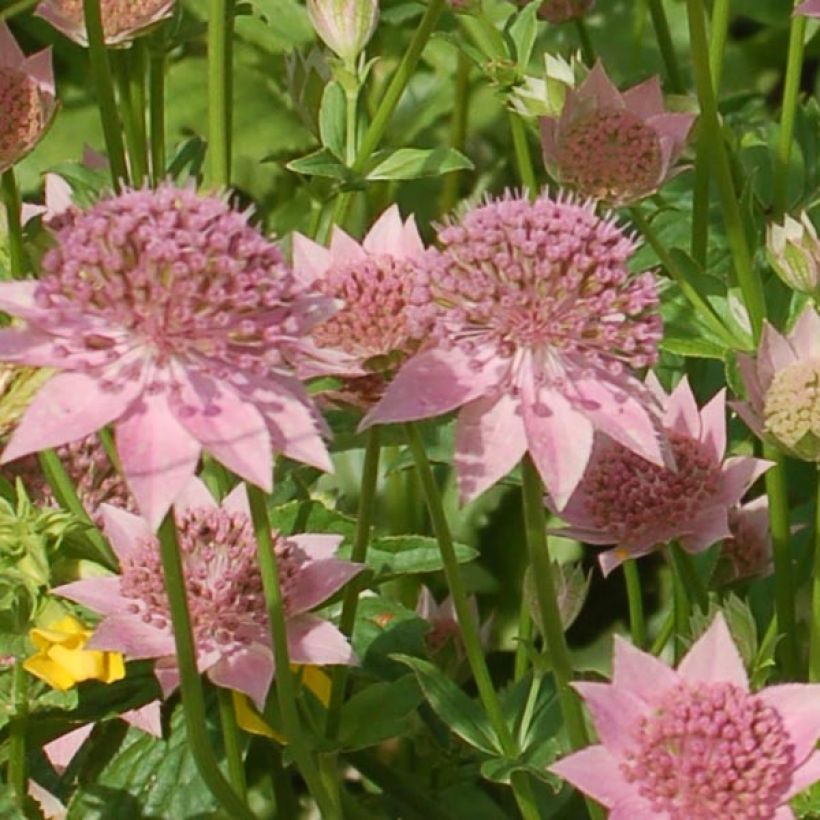 Astrantia maxima - Sanícula (Floración)