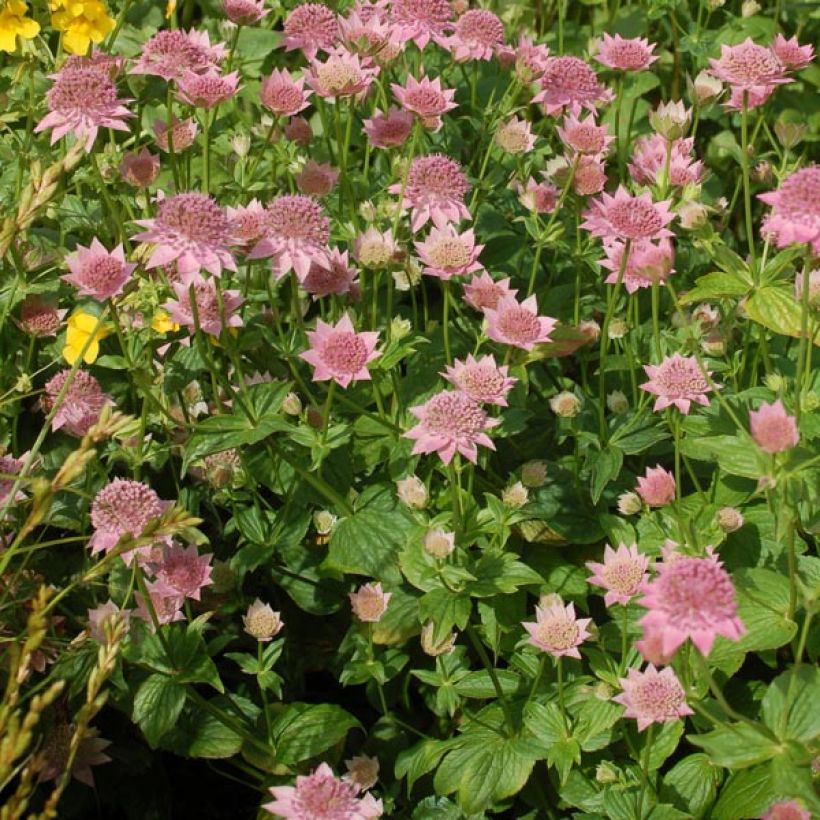 Astrantia maxima - Sanícula (Porte)