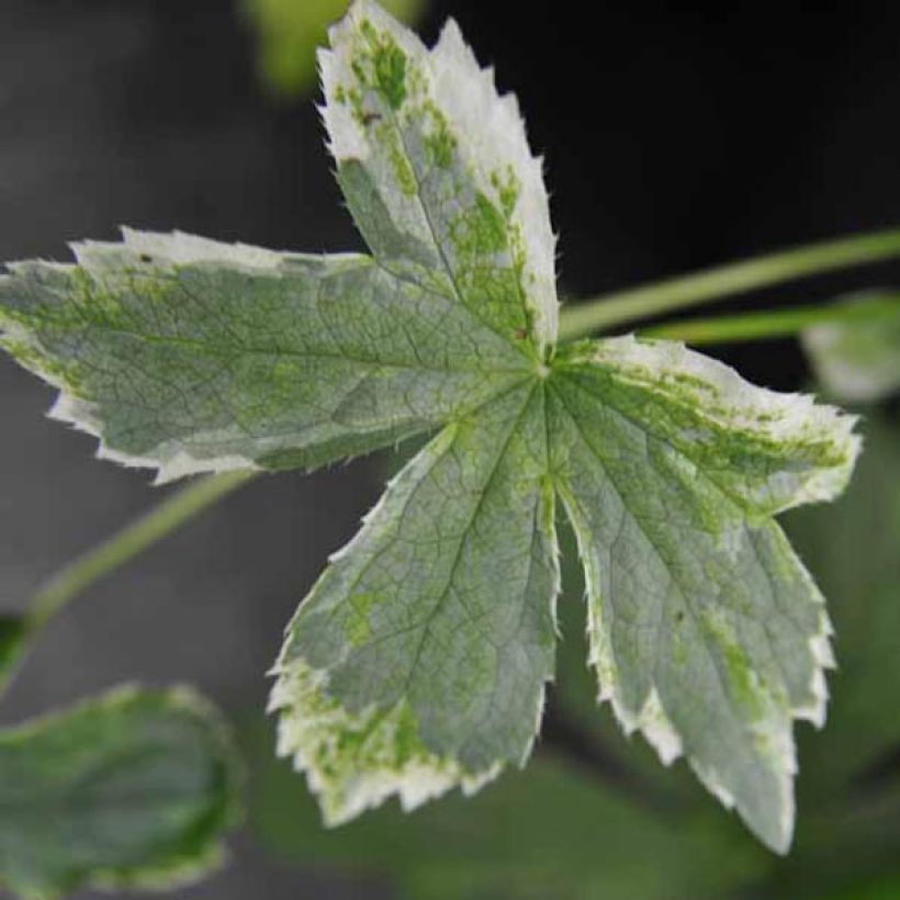 Sanícula hembra Sunningdale Variegated - Astrantia major (Follaje)