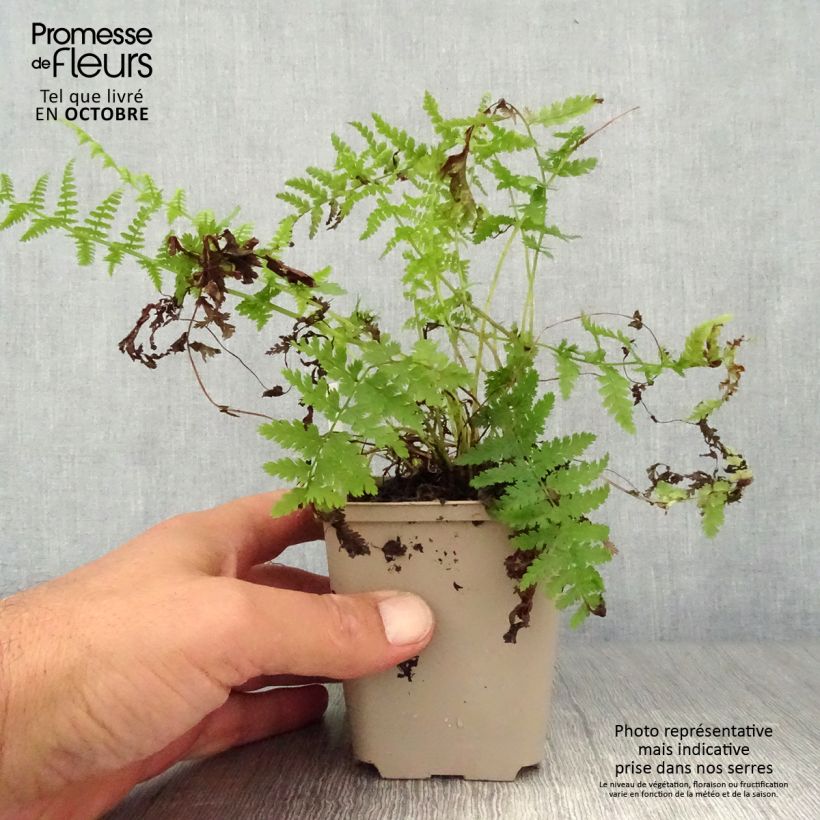 Ejemplar de Athyrium filix-femina Rotstiel - Fougère femelle Godet de 9cm entregado en otoño