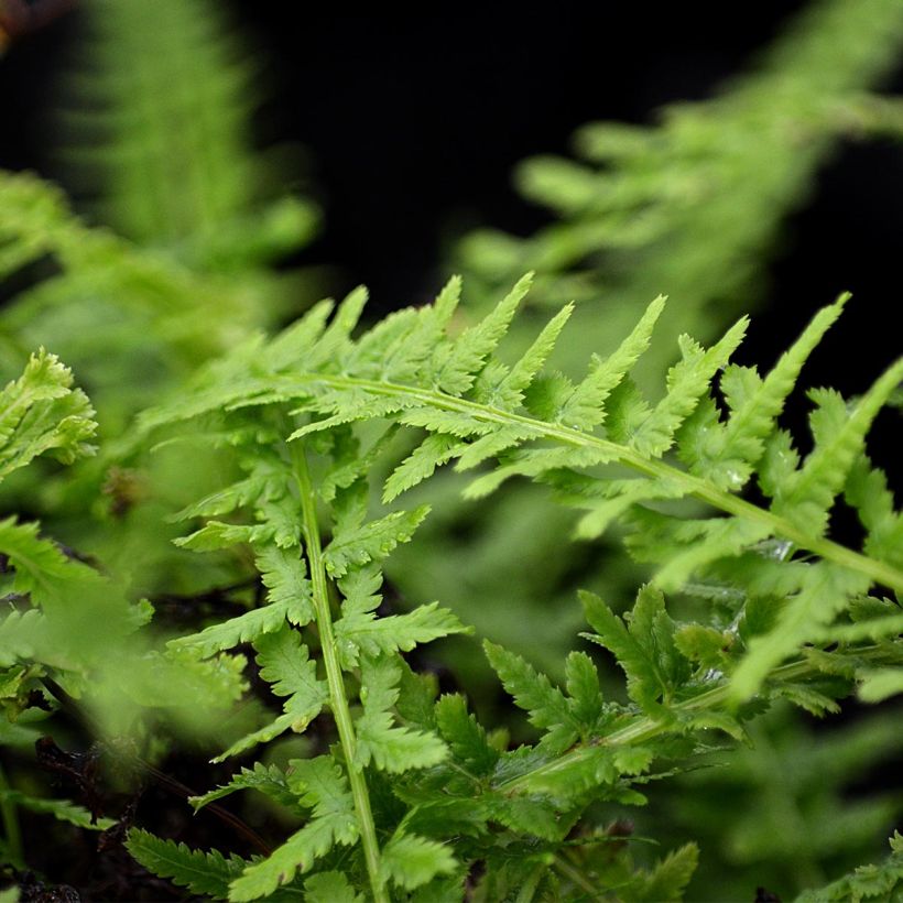 Athyrium filix-femina Victoriae - Helecho hembra (Follaje)