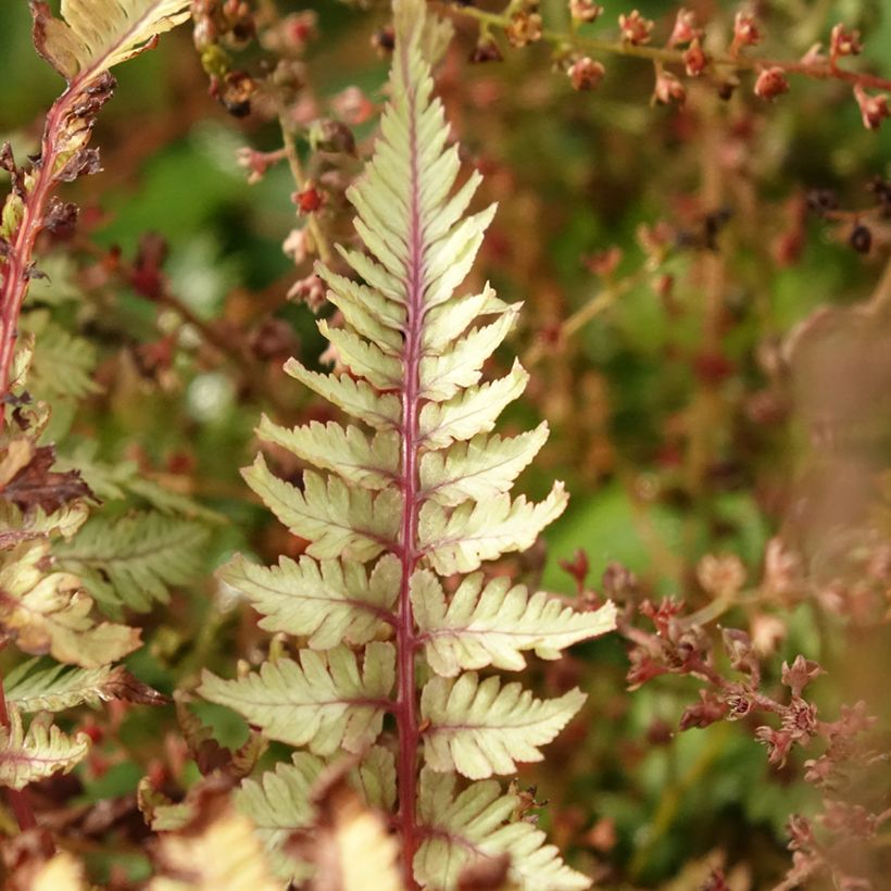 Athyrium niponicum Crested Surf - Helecho pintado japonés (Follaje)