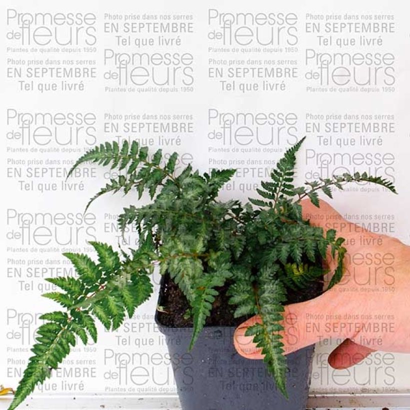 Ejemplo de ejemplar de Athyrium niponicum var. pictum - Helecho pintado japonés Maceta de 8/9 cm tal y como se entrega