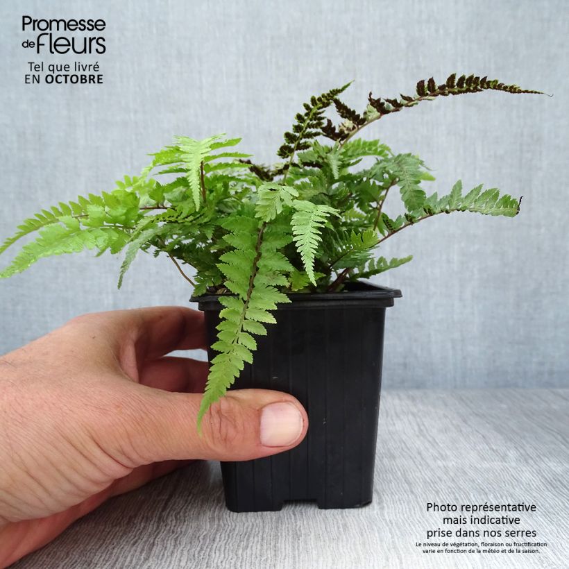 Ejemplar de Athyrium niponicum Pictum - Fougère japonaise en godet de 8/9 cm entregado en otoño