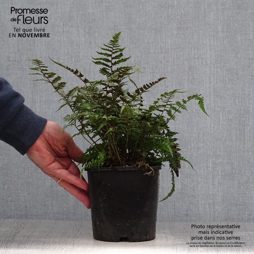 Ejemplar de Athyrium niponicum pictum Metallicum - Fougère femelle japonaise Pot de 2L/3L entregado en otoño