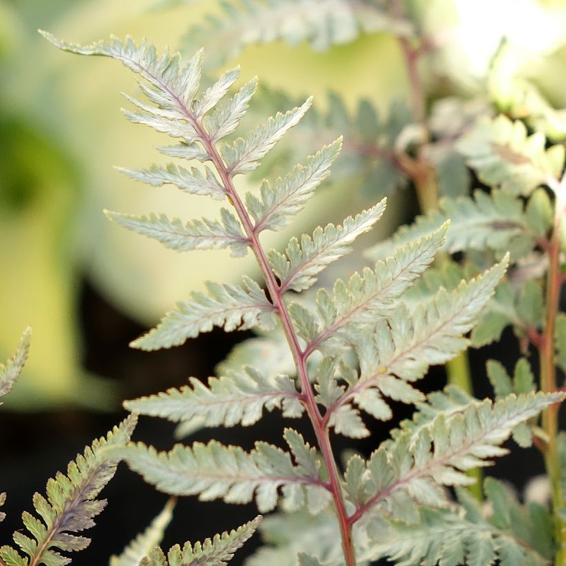 Athyrium niponicum var. pictum Metallicum - Helecho pintado japonés (Follaje)