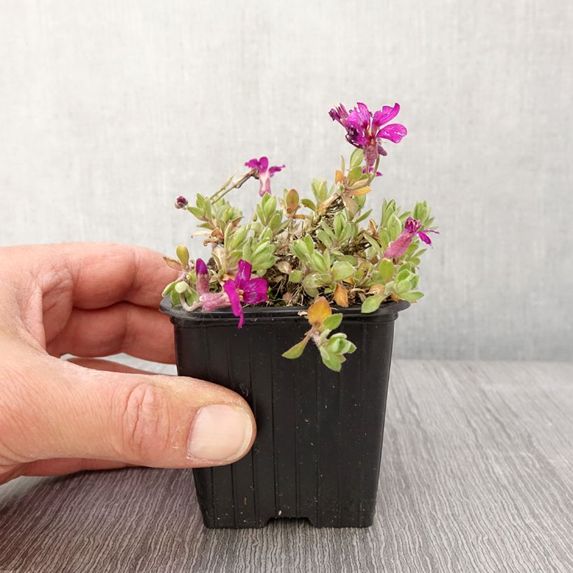 Aubrieta Florado Rose Maceta de 8/9 cm Ejemplar entregado en la primavera