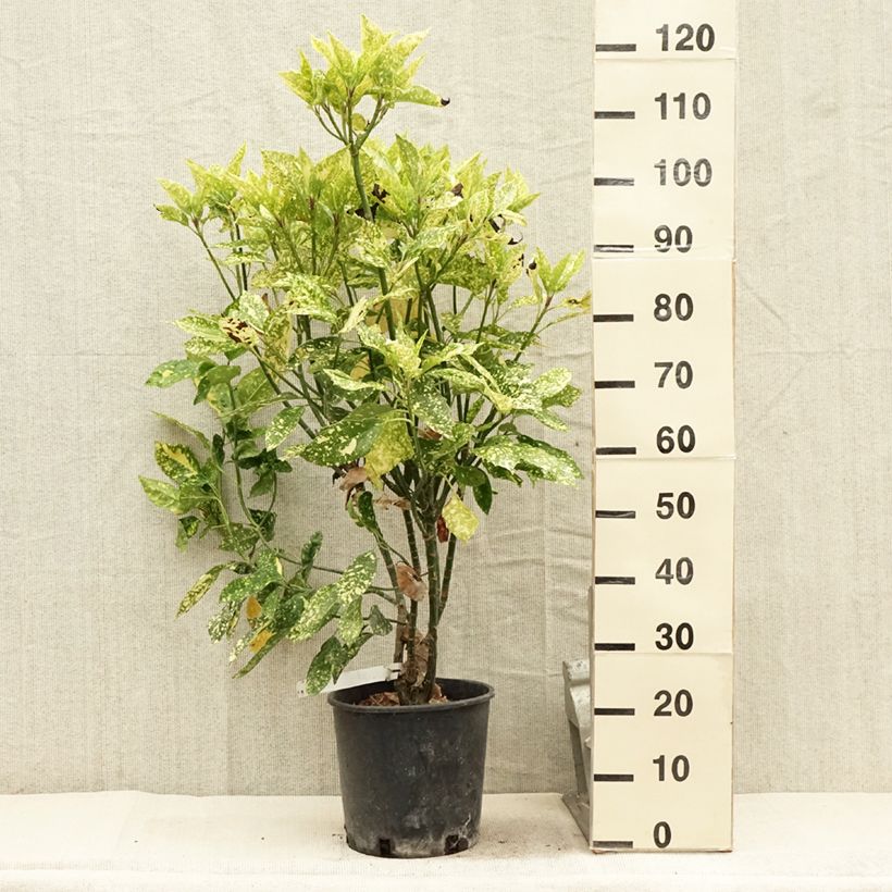 Ejemplar de Aucuba japonica Crotonifolia en pot de 7,5L/10L entregado en verano