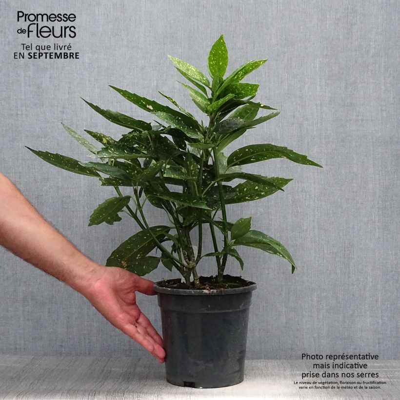 Ejemplar de Aucuba japonica - Laurier du Japon Pot de 3L/4L entregado en otoño