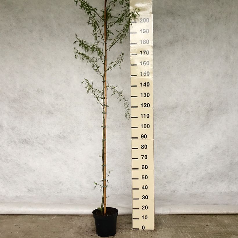 Aliso imperial - Alnus glutinosa Imperialis Maceta 7,5L/10LAltura de entrega aprox. 180/200cm Ejemplar entregado en la primavera