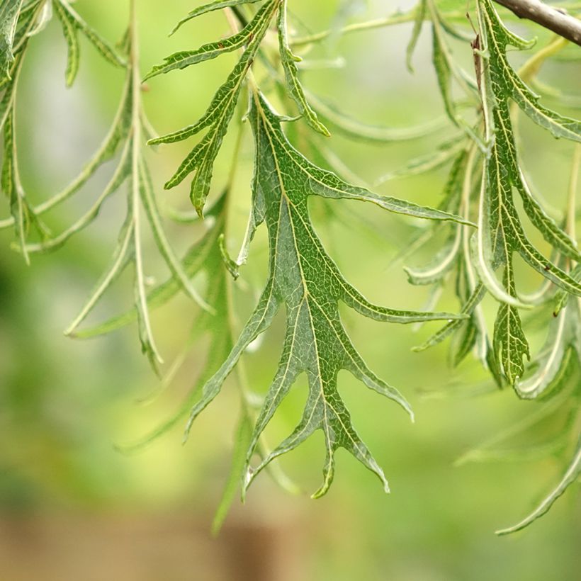 Aliso imperial - Alnus glutinosa Imperialis (Follaje)