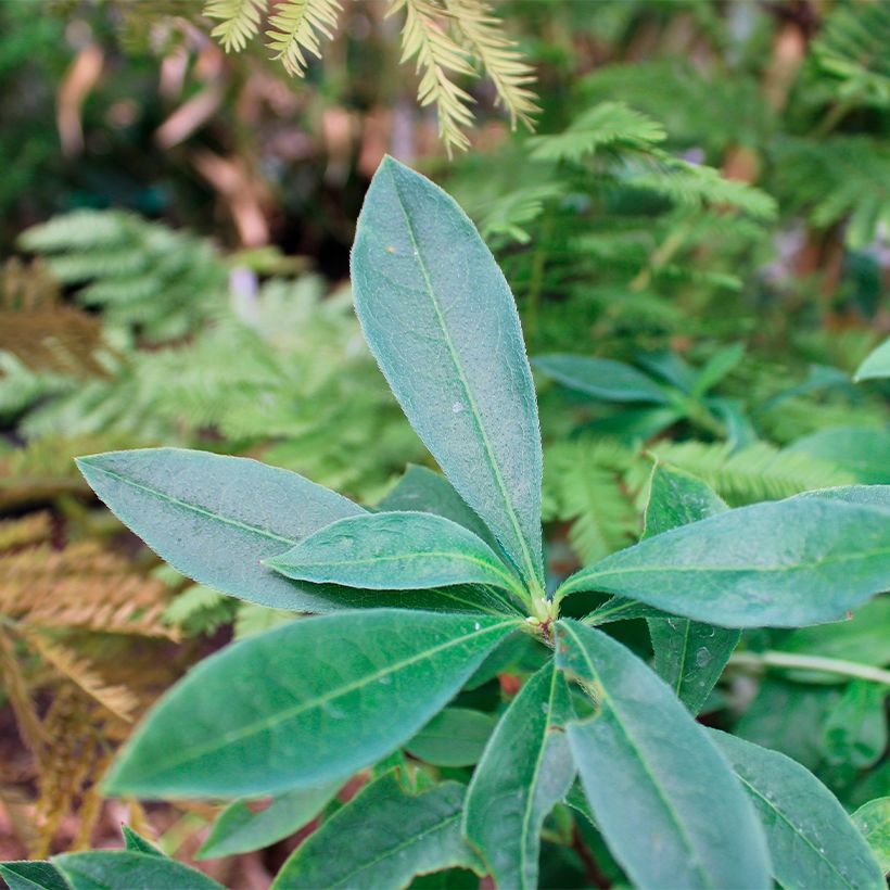 Azalea canescens (Follaje)