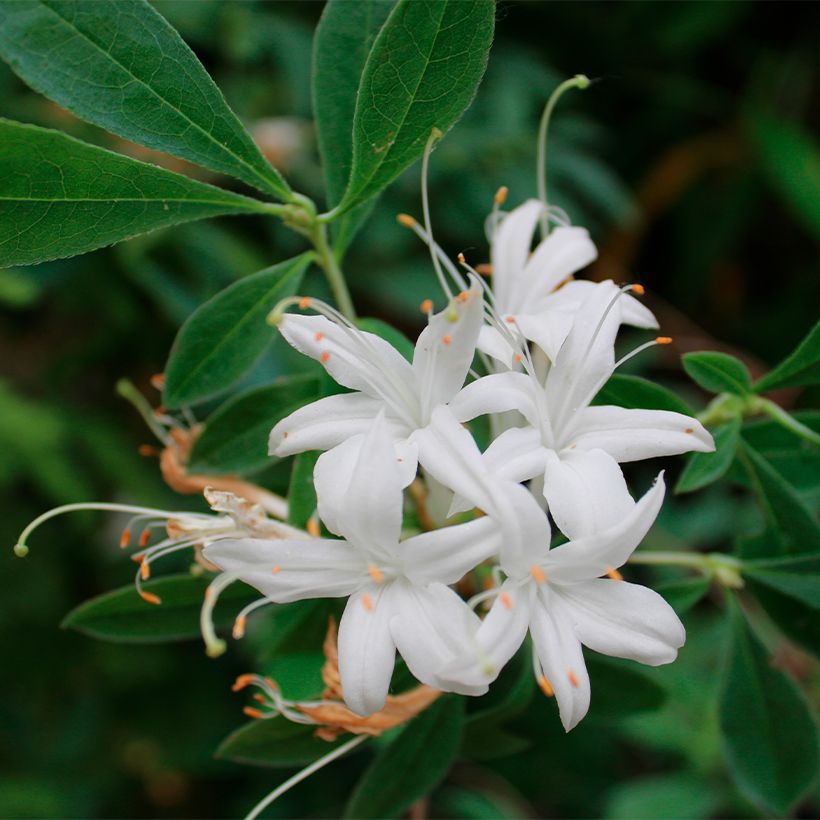 Azalea canescens (Floración)