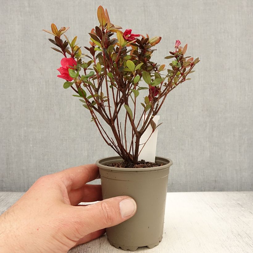 Azalea japonica Moederdag Maceta de 8/9 cm Ejemplar entregado en la primavera