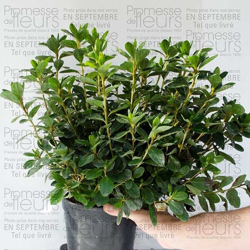 Ejemplo de ejemplar de Azalée du Japon Schneewittchen - Rhododendron hybride en pot de 2/3L tal y como se entrega