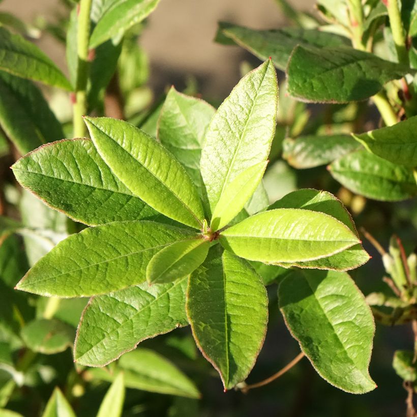 Azalea viscosum Karminduft (Follaje)