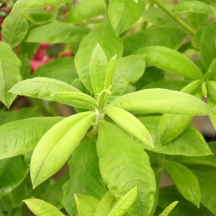 Azalea mollis Demoiselles de Boutiguery Aurora (Follaje)