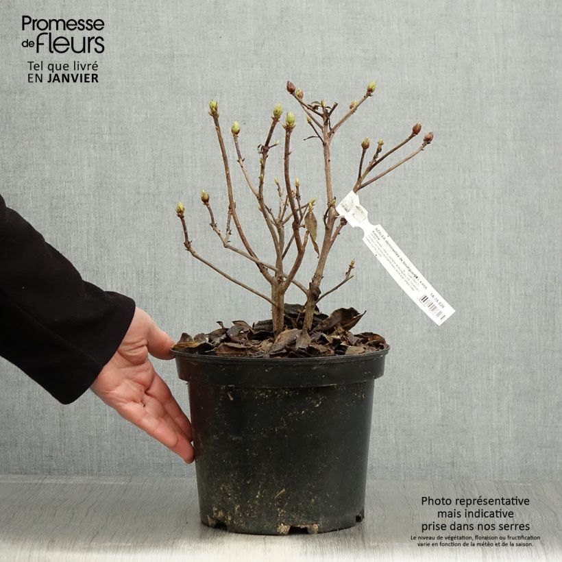 Azalée de Chine Demoiselles de Boutiguery Kassia - Rhododendron hybride - Pot de 4L/5L Ejemplar entregado en invierno