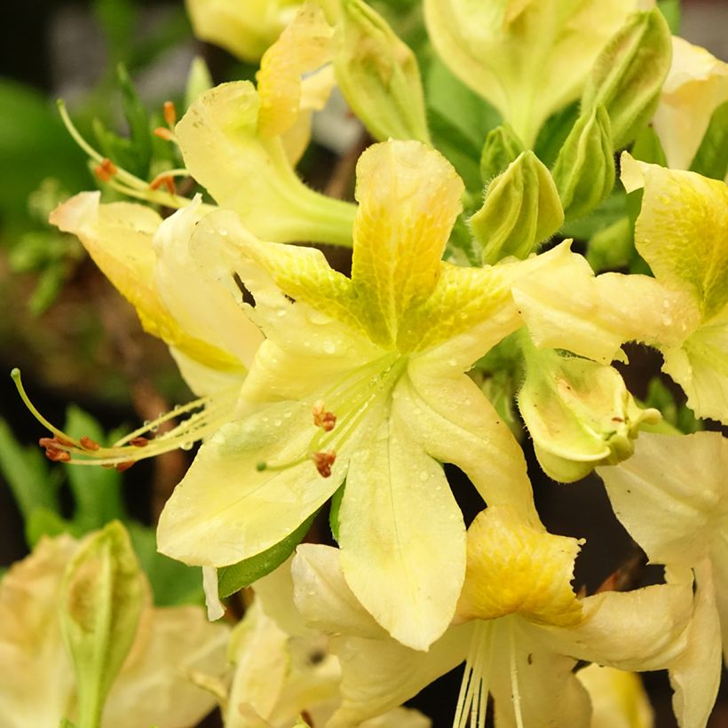 Azalea mollis Demoiselles de Boutiguery Nella (Floración)