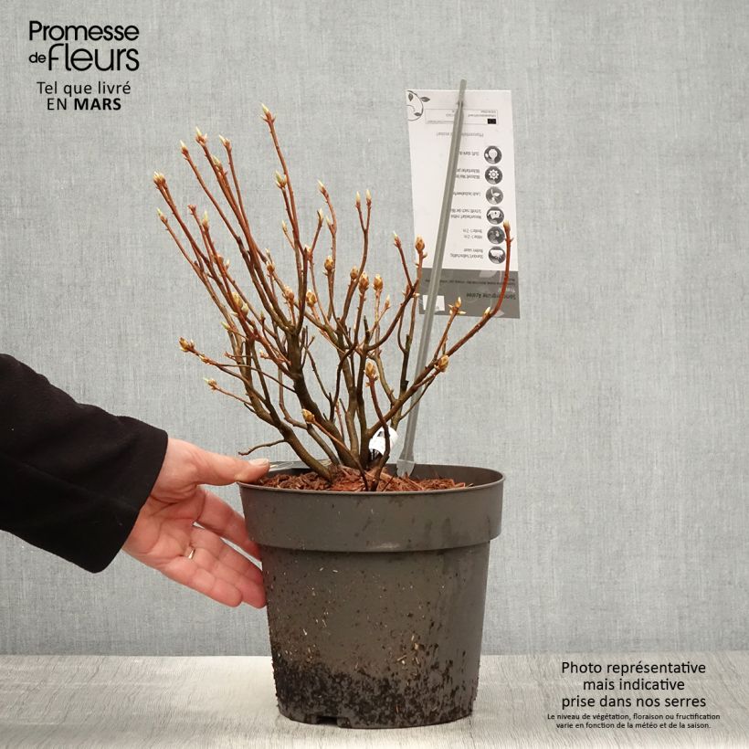 Azalée de Chine Fraseri - Rhododendron  - Pot de 4L/5L Ejemplar entregado en la primavera