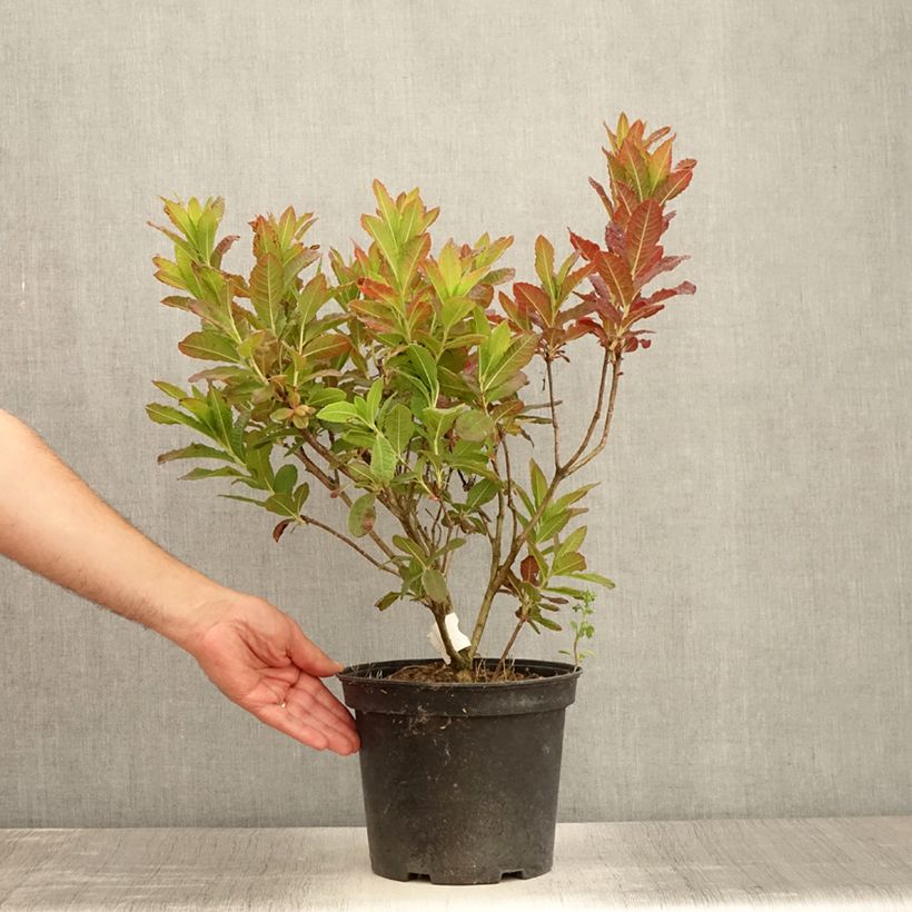 Ejemplar de Azalée de Chine Koster's Brilliant Red - Azalea mollis Pot de 4L/5L entregado en verano