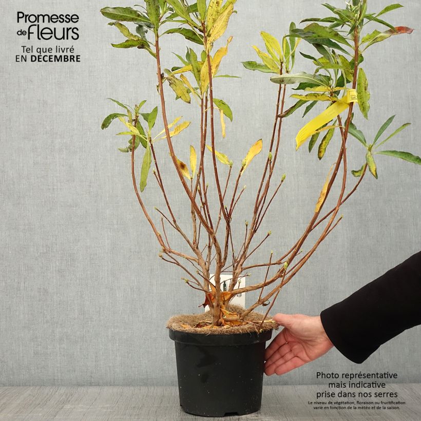 Ejemplar de Azalée de Chine - Rhododendron luteum Pot de 4L/5L entregado en otoño