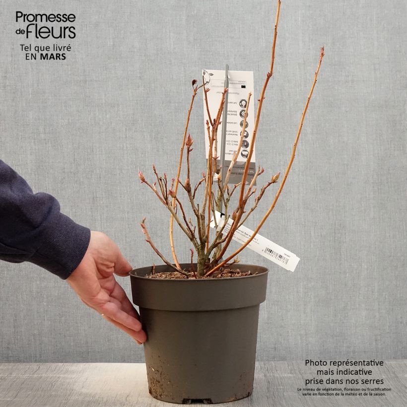 Azalée de Chine Soir de Paris  - Pot de 4L/5L Ejemplar entregado en la primavera