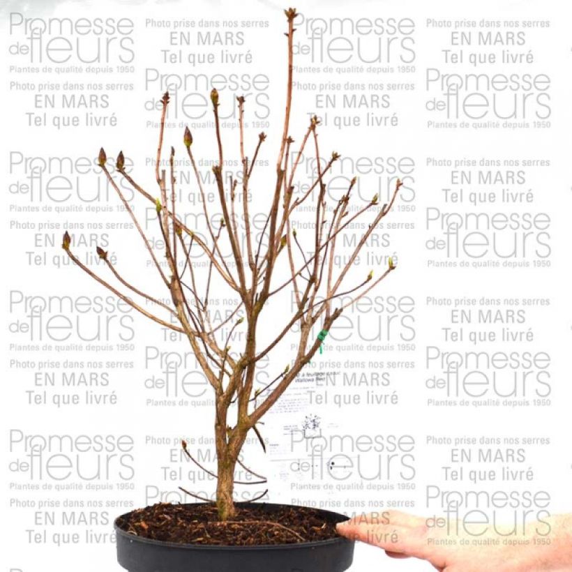 Ejemplo de ejemplar de Azalée de Chine Wallowa Red - Rhododendron hybride Pot de 4L/5L tal y como se entrega