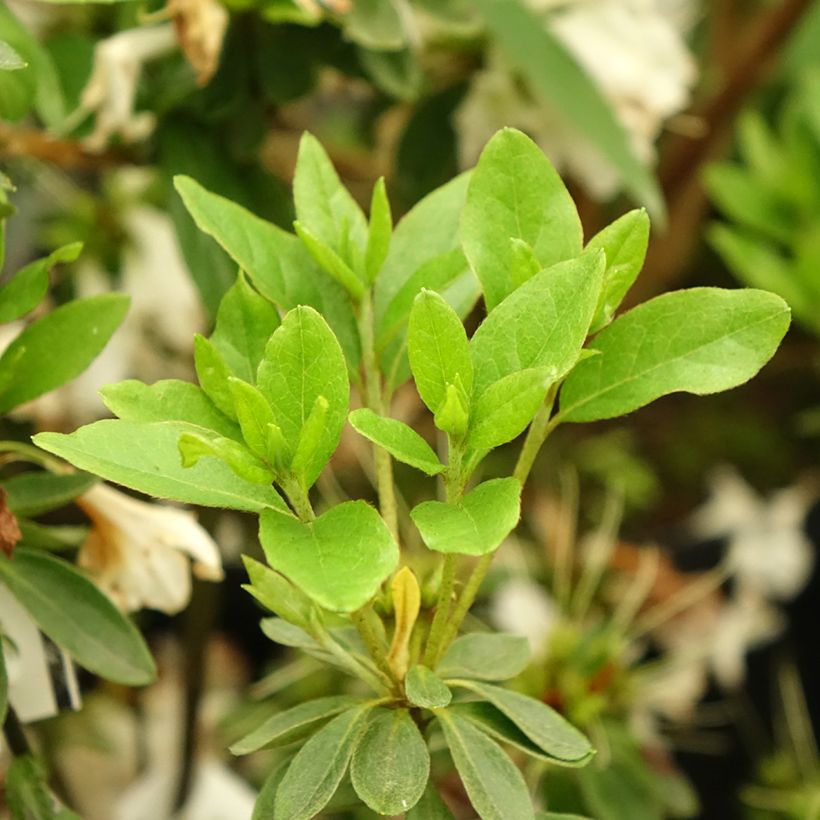 Azalea obtusum Adonis (Follaje)