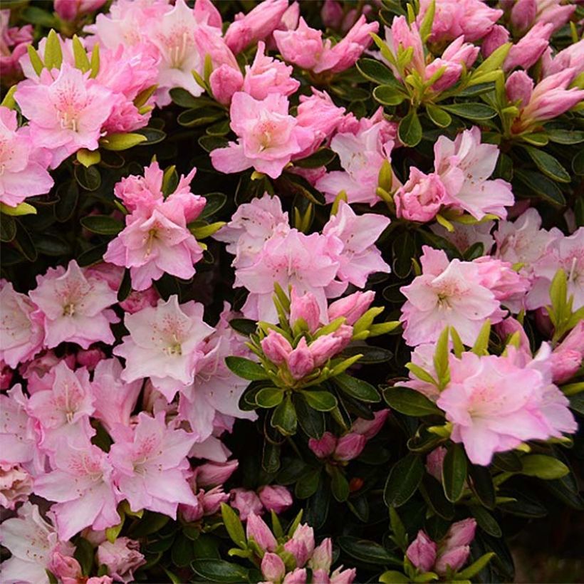 Azalea japonica Al's Picotee (Floración)