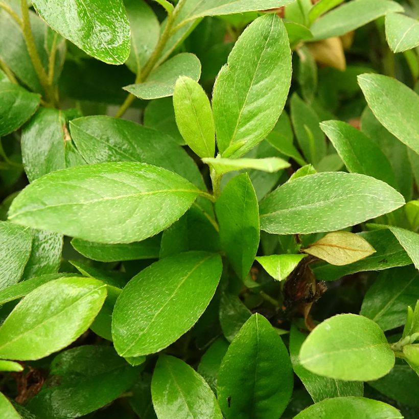 Azalea japonica Al's Picotee (Follaje)