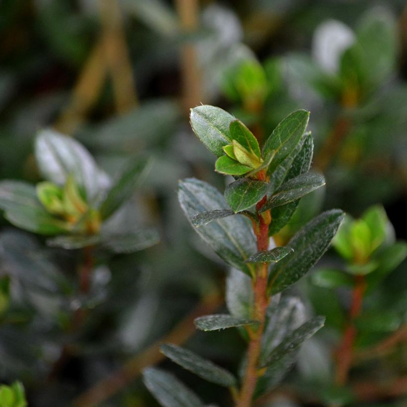 Azalea Amoena (Follaje)