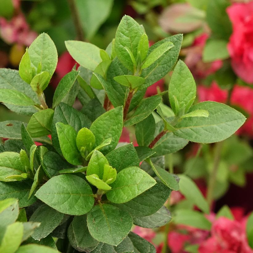 Azalea japonica Christina (Follaje)