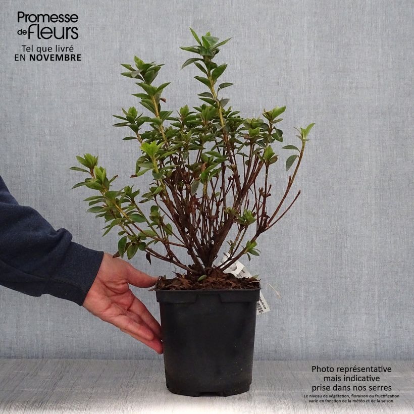 Ejemplar de Azalée du Japon Elsie Lee - Rhododendron hybride Pot de 3L entregado en otoño