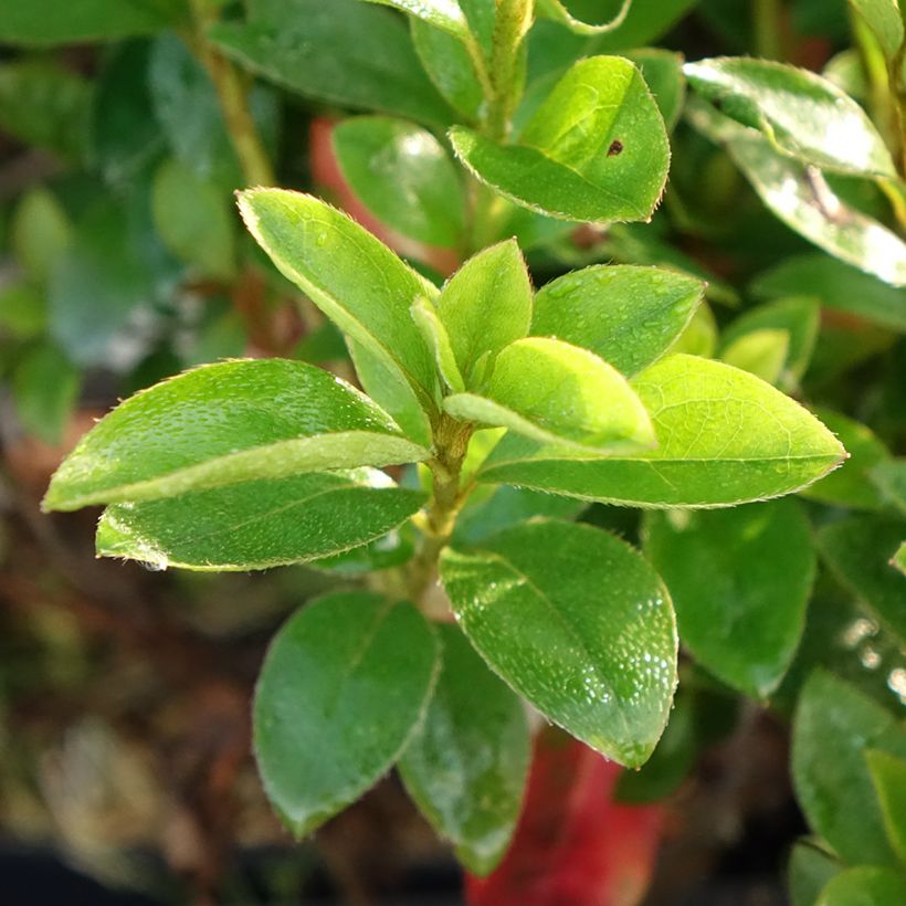 Azalea japonica Elsie Lee (Follaje)