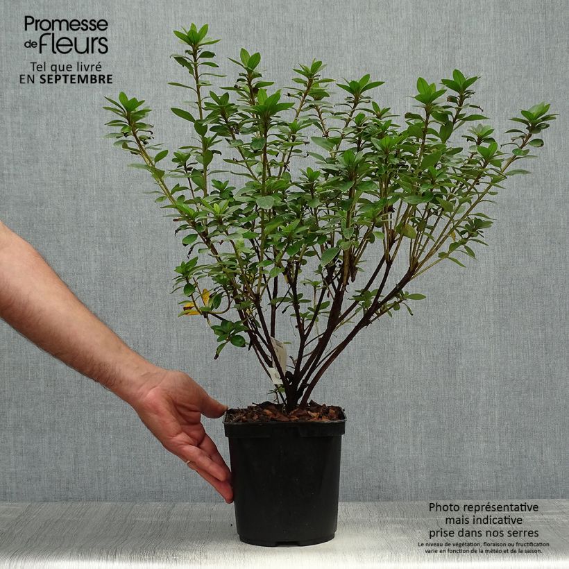 Ejemplar de Azalée du Japon Eucharis - Rhododendron hybride Pot de 2L/3L entregado en otoño