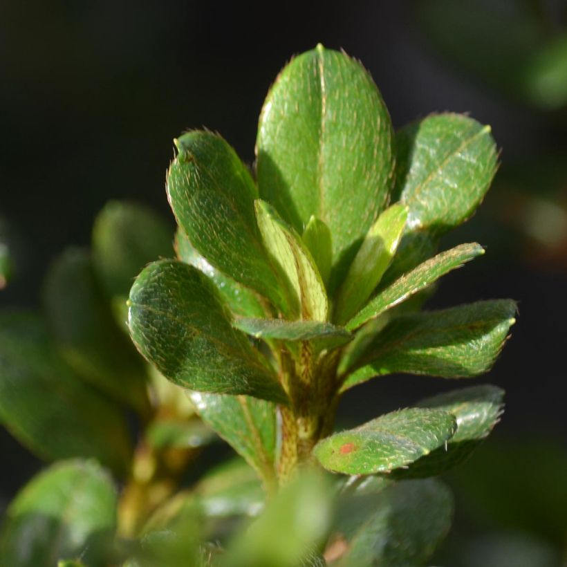 Azalea japonica Johanna (Follaje)