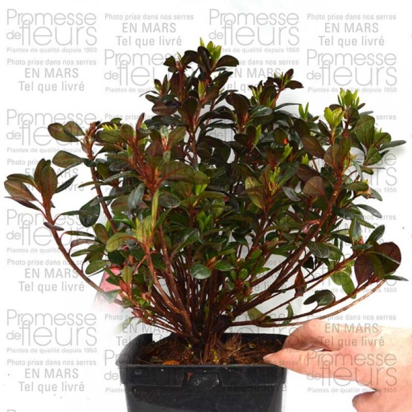 Ejemplo de ejemplar de Azalée du Japon Johanna - Rhododendron hybride Pot de 2L/3L tal y como se entrega