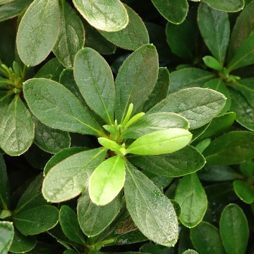 Azalea Luzi (Follaje)