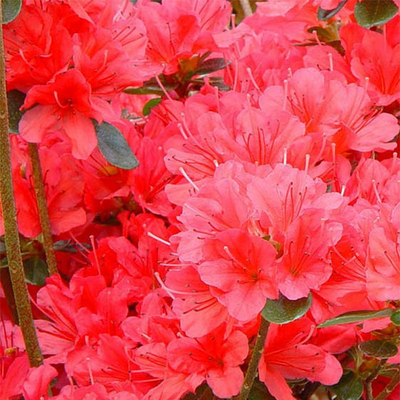 Azalea japonica Moederdag (Floración)