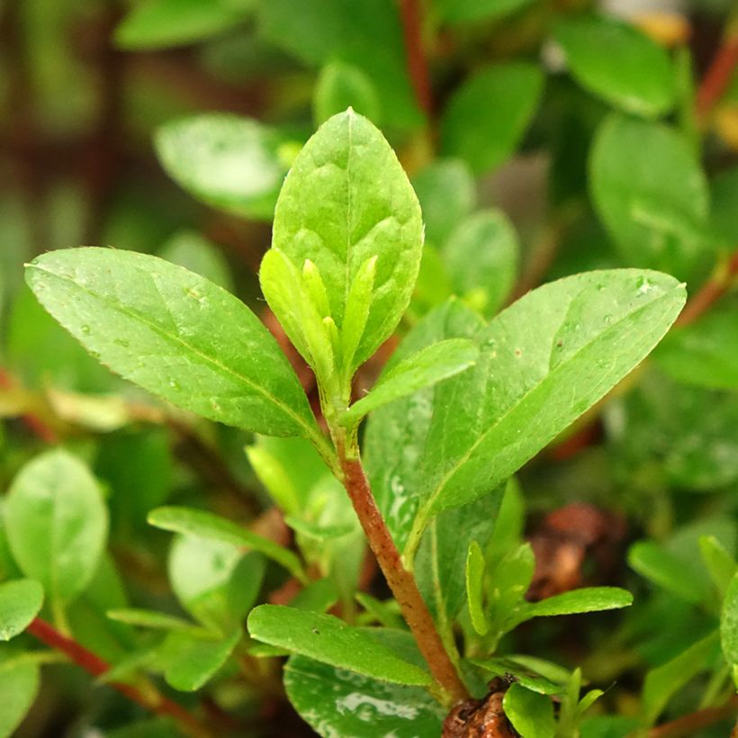 Azalea japonica Moederdag (Follaje)