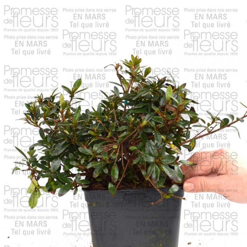 Ejemplo de ejemplar de Azalée du Japon Nakaharai Orange - Azalea japonica Pot de 2L/3L tal y como se entrega