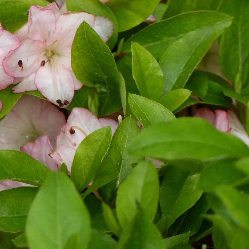 Azalea kaempferi Peggy Ann (Follaje)