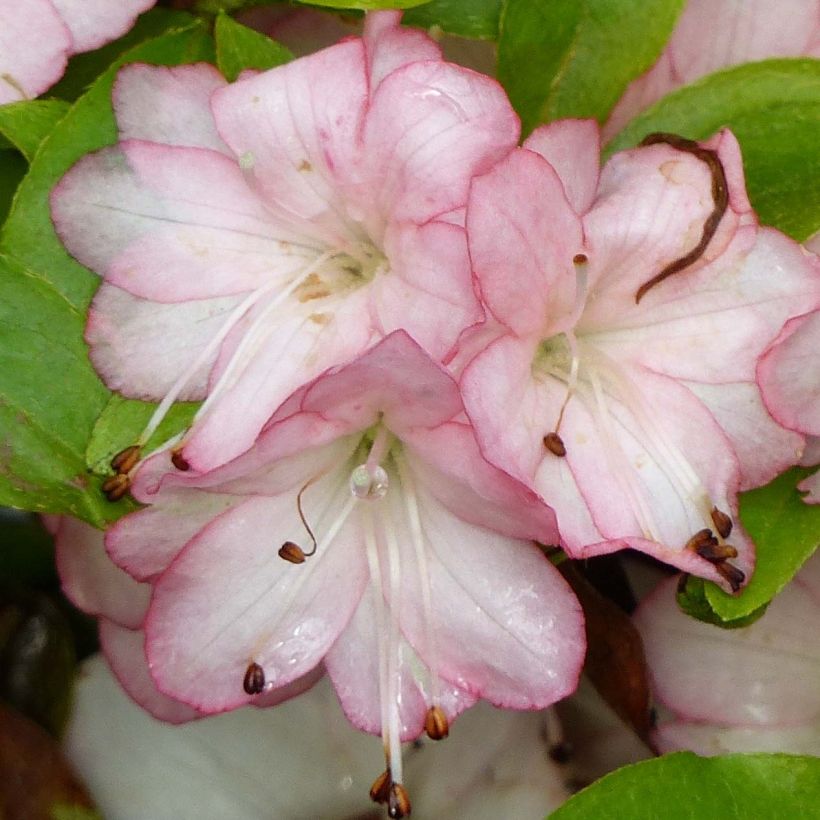 Azalea kaempferi Peggy Ann (Floración)