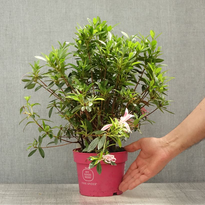 Azalée du Japon Pink Spider - Rhododendron hybride - Pot de 2L/3L Ejemplar entregado en la primavera