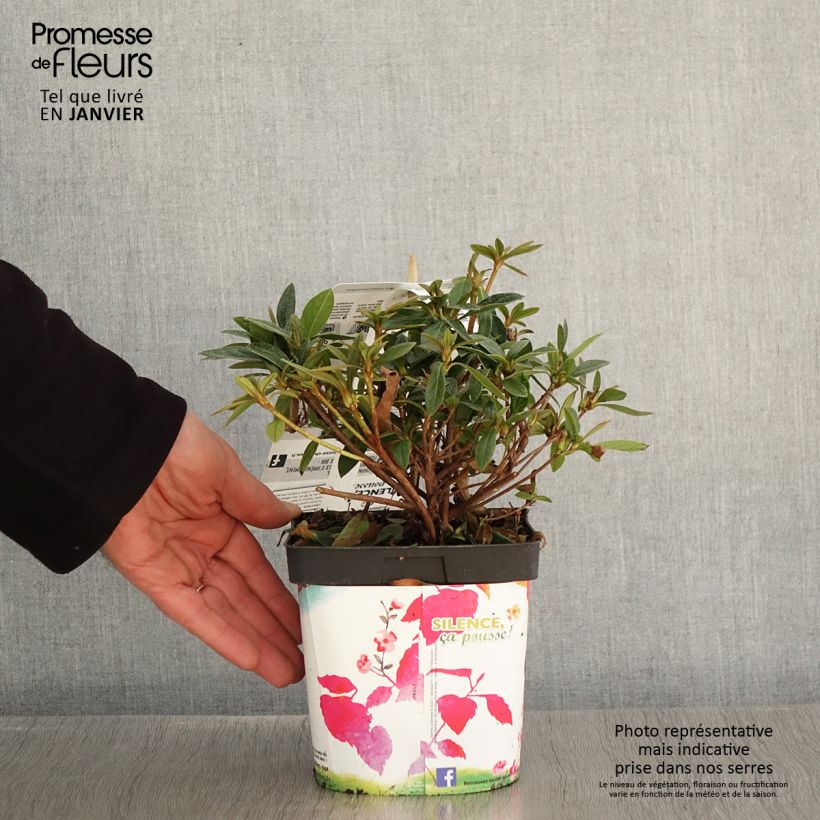 Azalée du Japon Purple Splendor - Rhododendron hybride en pot de 2/3L Ejemplar entregado en invierno