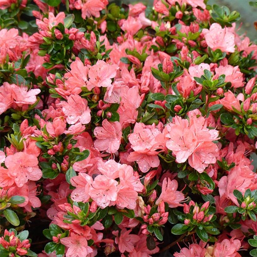 Azalea Rex (Floración)