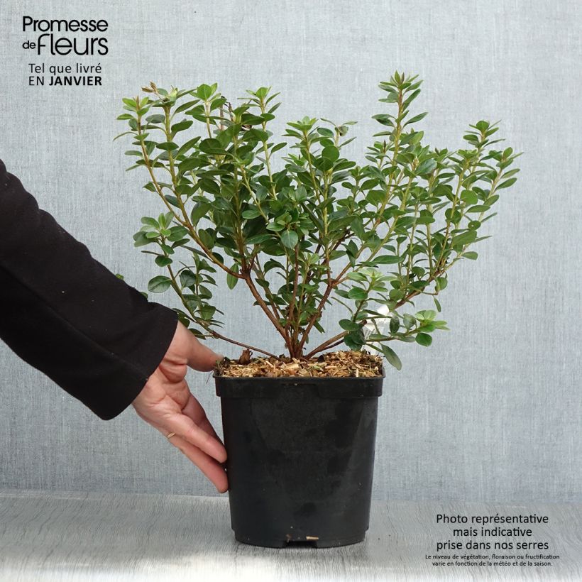 Azalée du Japon Sachsenstern - Rhododendron hybride Pot 3/4L Ejemplar entregado en invierno